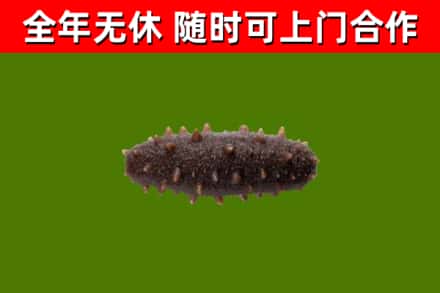 芮城回收海参干